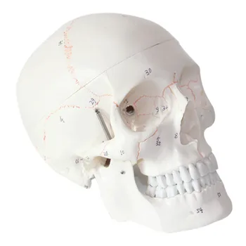 ľudské Lebky, Model Dospelých Lebky, Kosti s digitálnym číslo označiť ľudských skeleotn mdoel